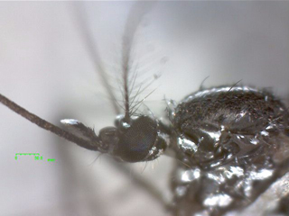 蚊（白色LED）の観察例